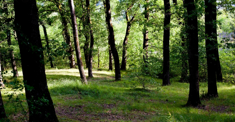 Best Realtor Near Oregon WI for Buying Hunting or Recreation Land